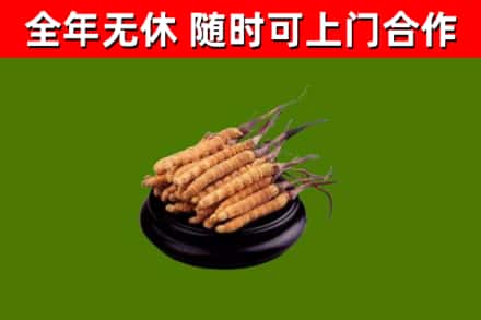 茅箭区回收散虫草